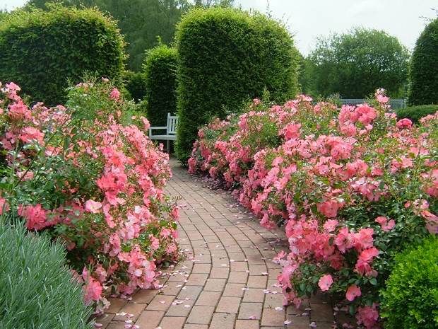 pathway of roses 2